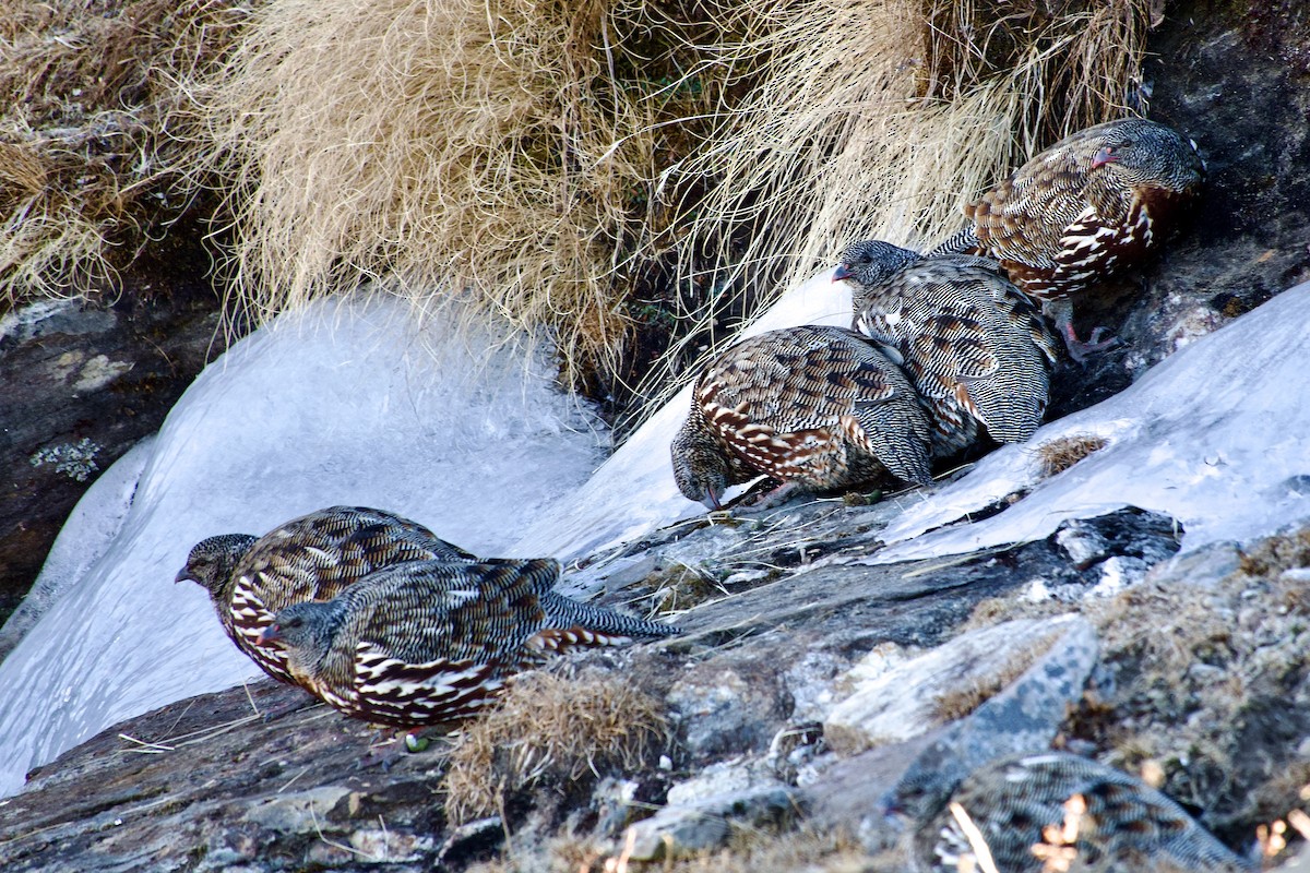 Kar Kekliği - ML646576741