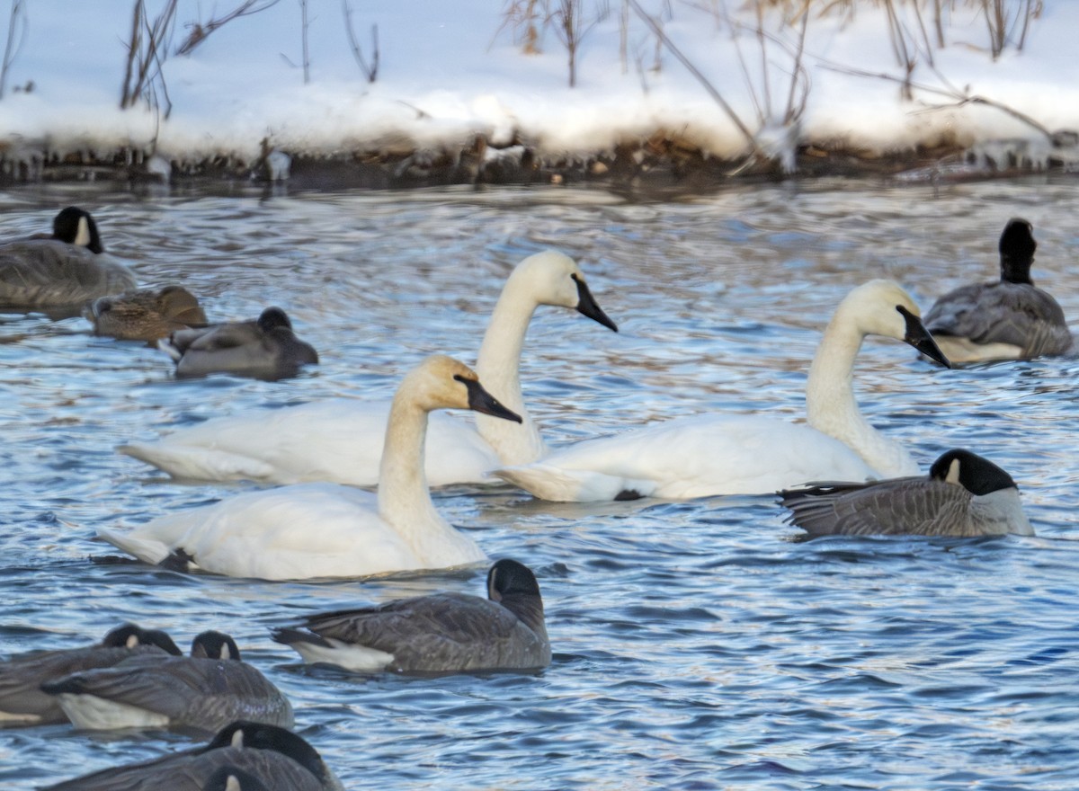 Borazancı Kuğu - ML646576742