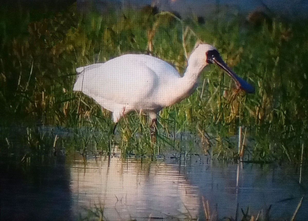 黑面琵鷺 - ML646576745