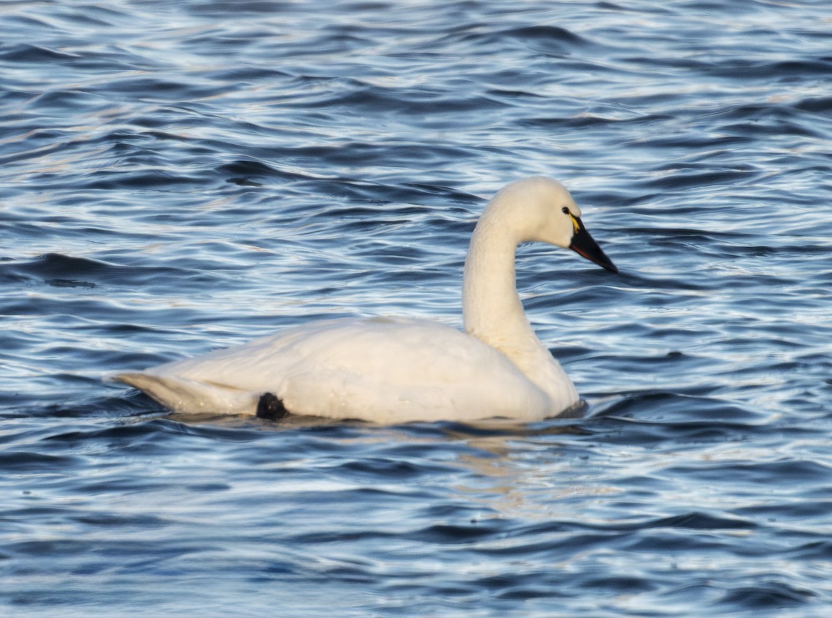 Tundra Swan - ML646576748
