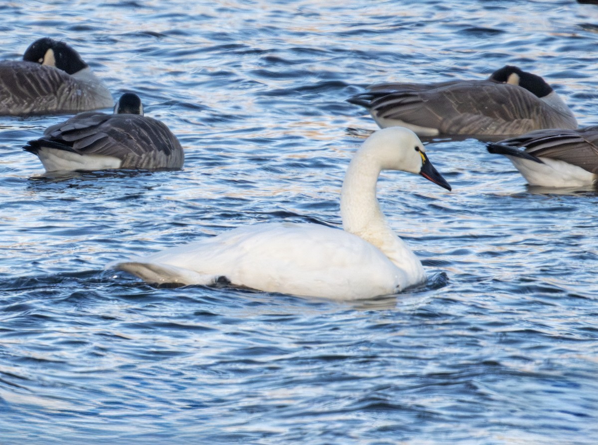 Tundra Swan - ML646576749