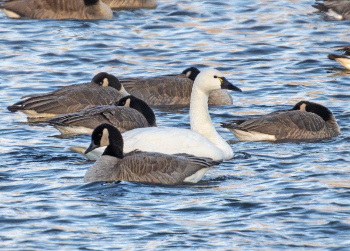 Tundra Swan - ML646576750