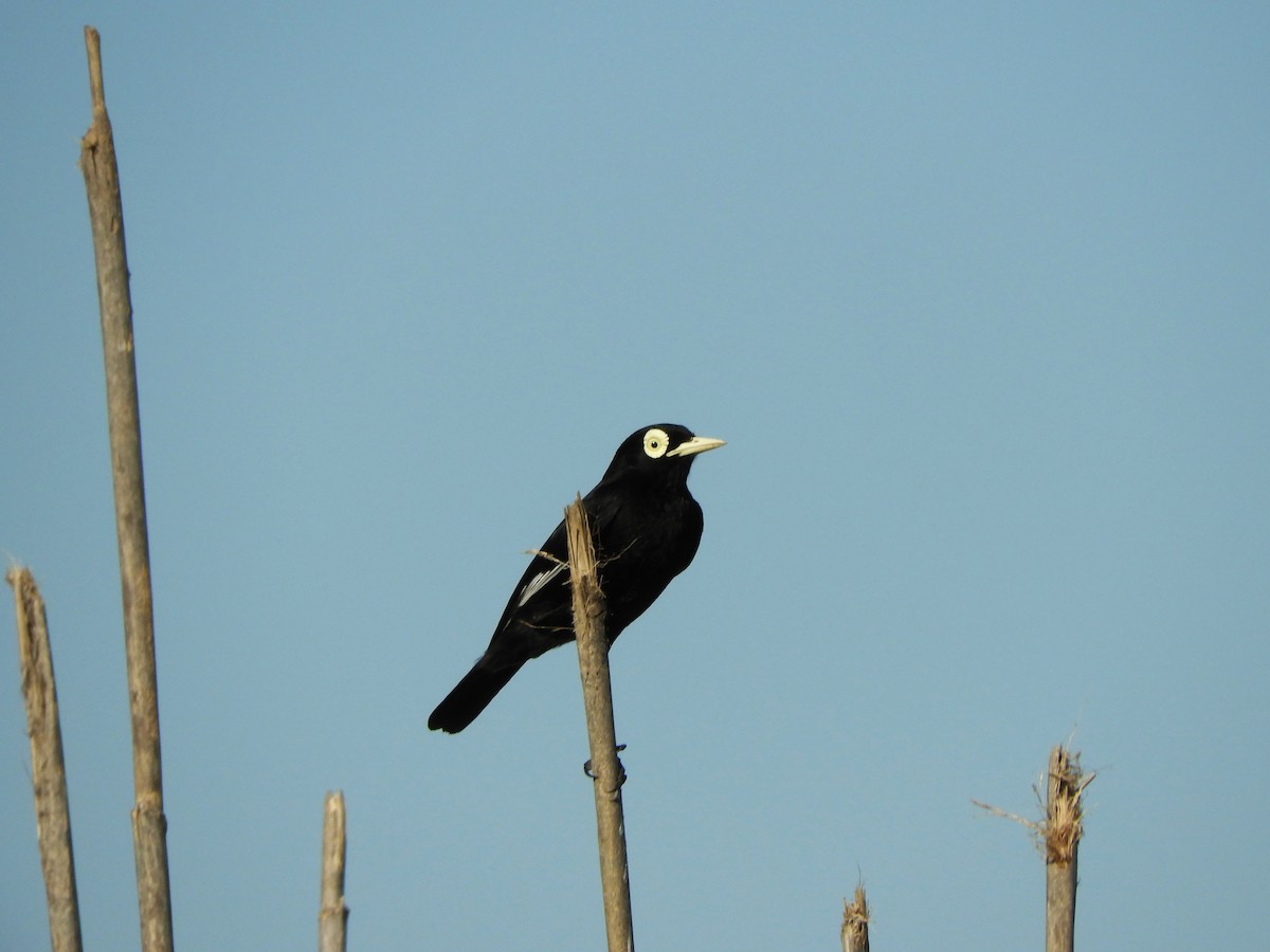 Gözlüklü Tiran - ML646576753