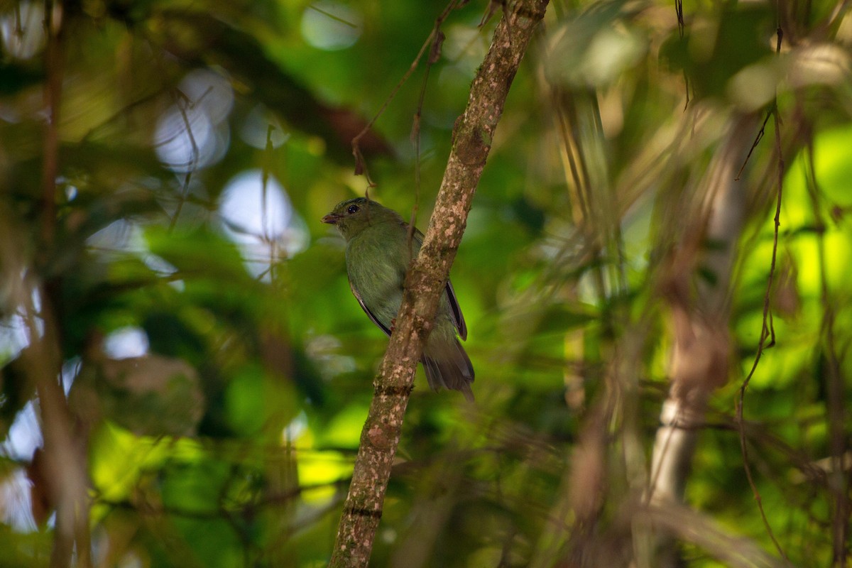 Kırlangıç Kuyruklu Manakin - ML646576754