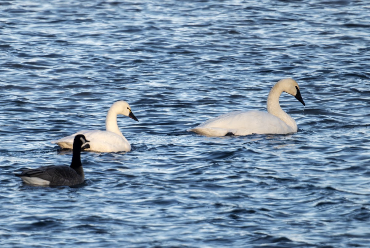 Tundra Swan - ML646576756