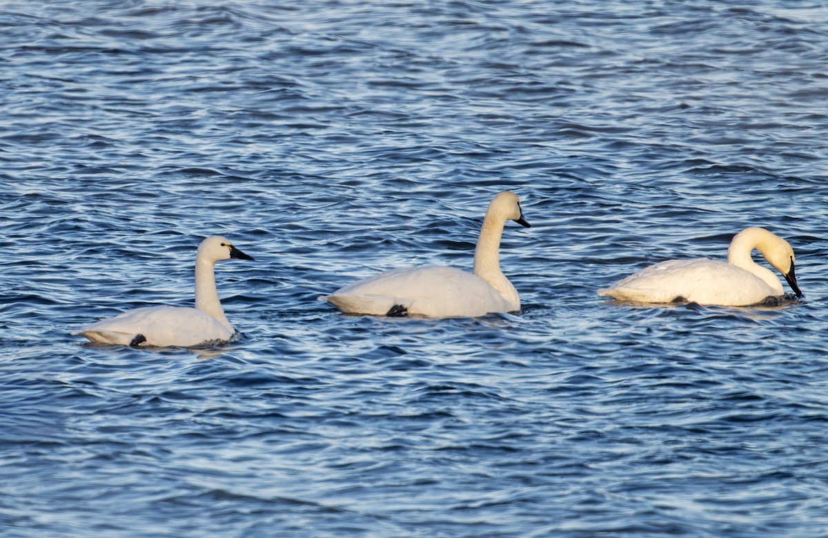 Tundra Swan - ML646576757
