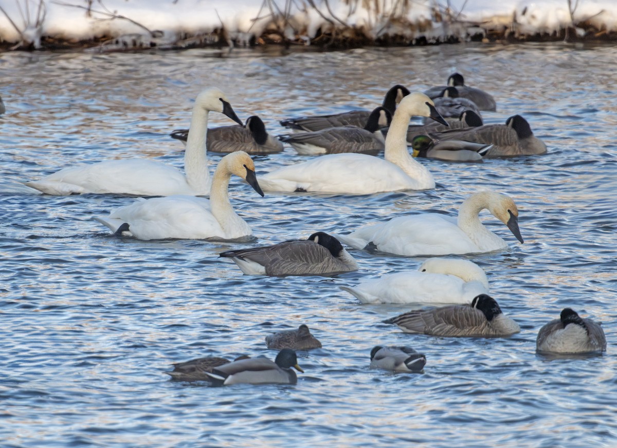 Tundra Swan - ML646576758