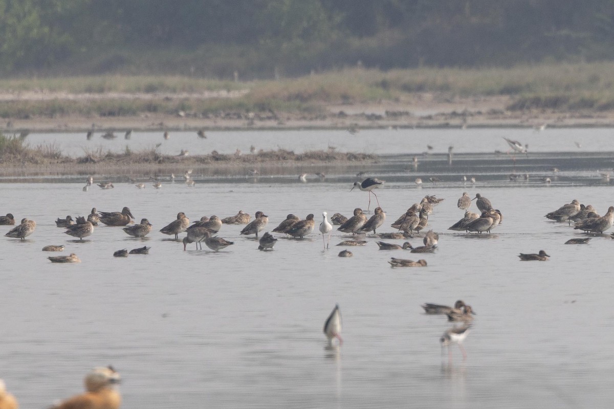 Kaşıkgaga - ML646576762