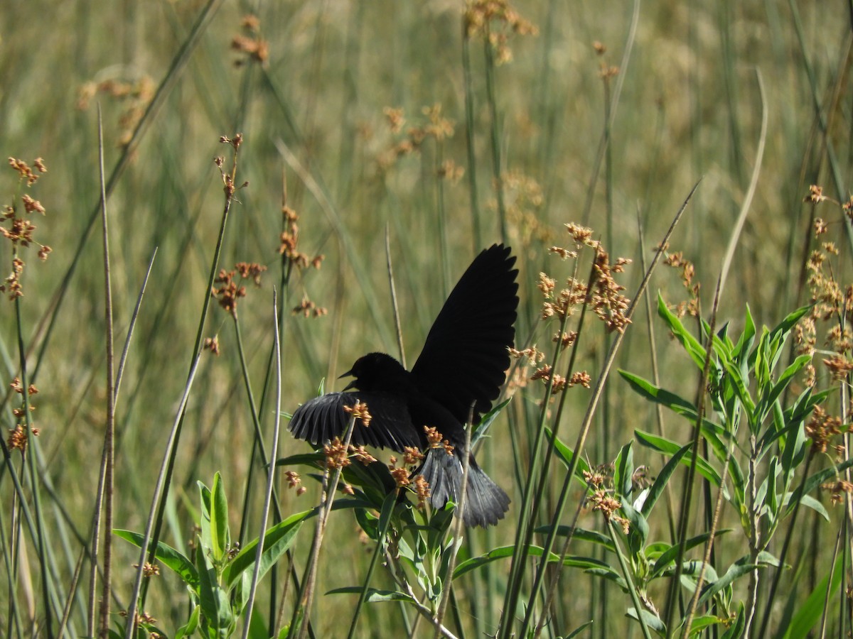 Kahverengi Başlı Karatavuk - ML646576763