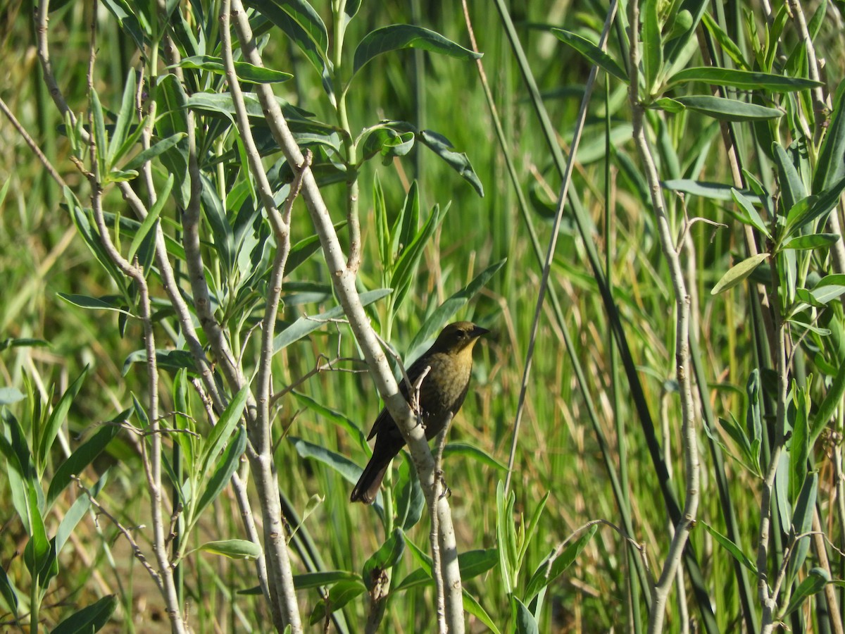 Kahverengi Başlı Karatavuk - ML646576764