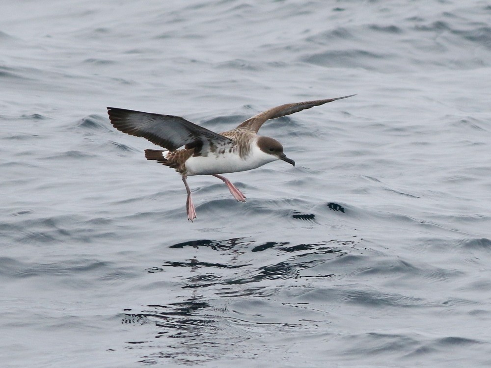 Pardela Capirotada - ML646576765