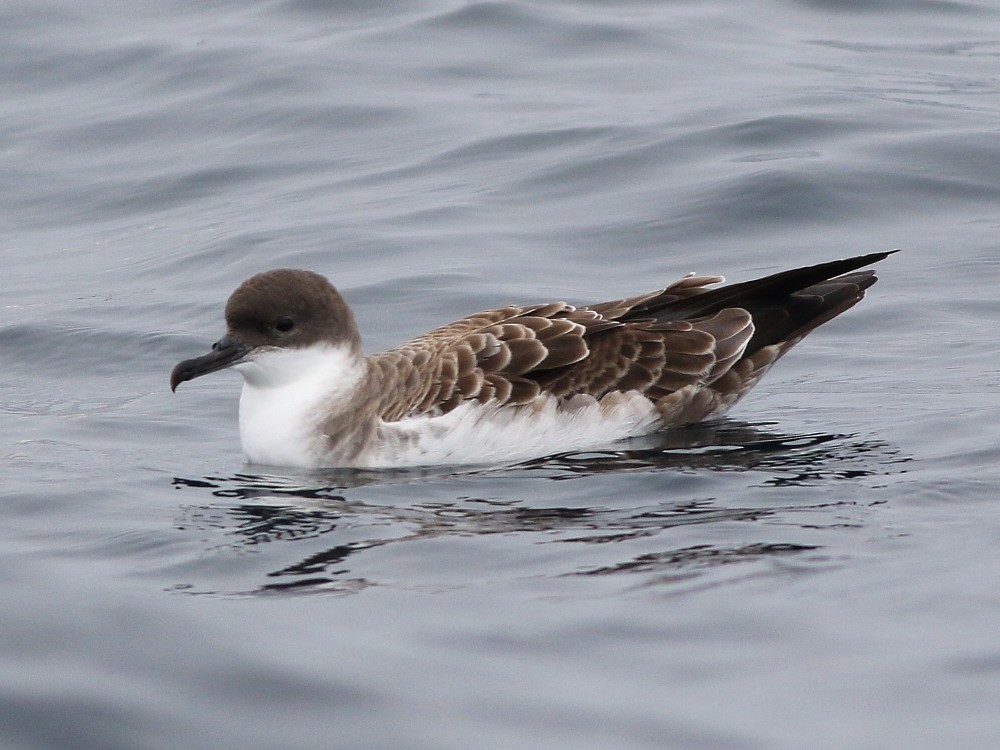 Pardela Capirotada - ML646576766