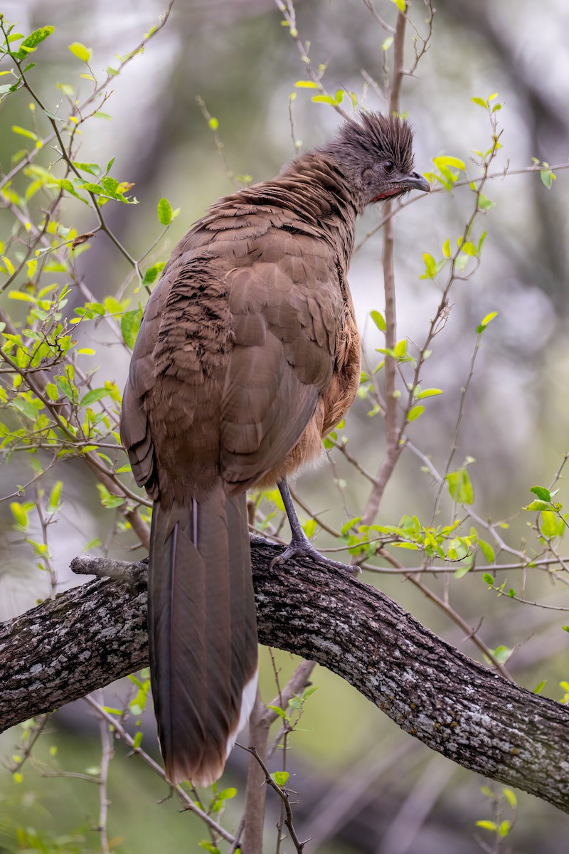 Kuzey Çaçalakası - ML646576768