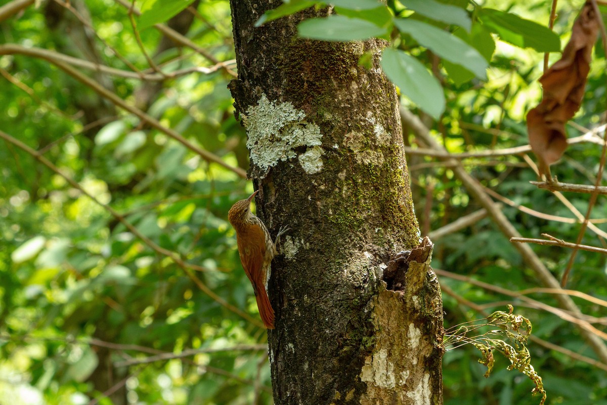 Pullu Tırmaşık - ML646576769