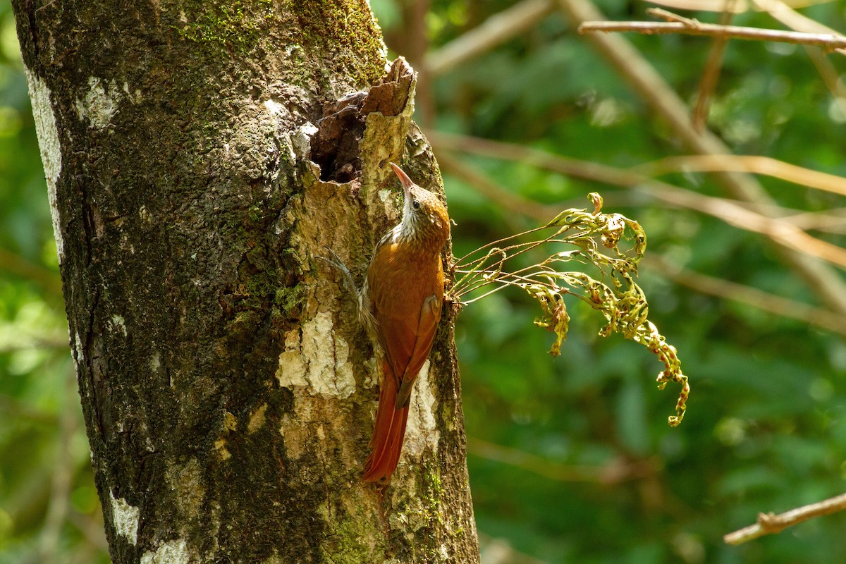 Pullu Tırmaşık - ML646576772