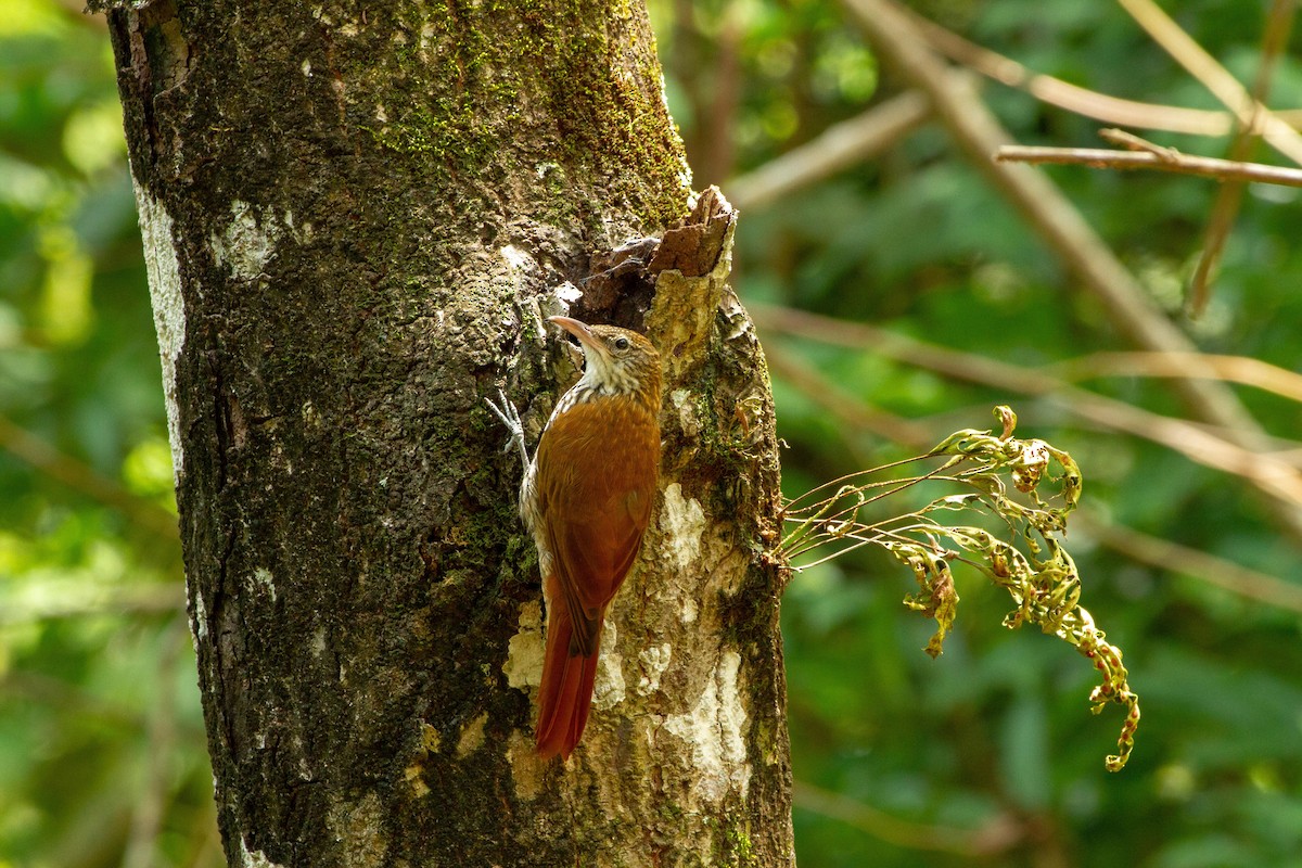 Pullu Tırmaşık - ML646576773