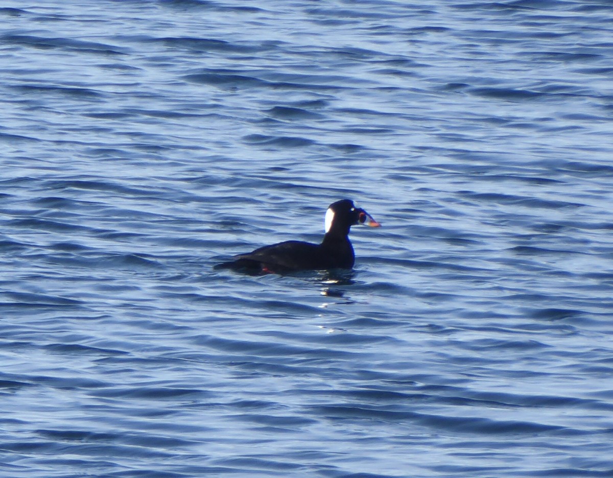 Yamalı Ördek - ML646576776