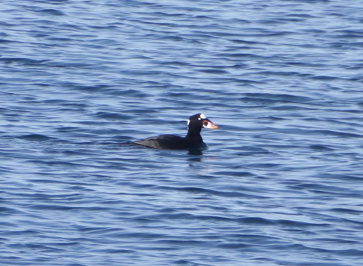 Yamalı Ördek - ML646576777