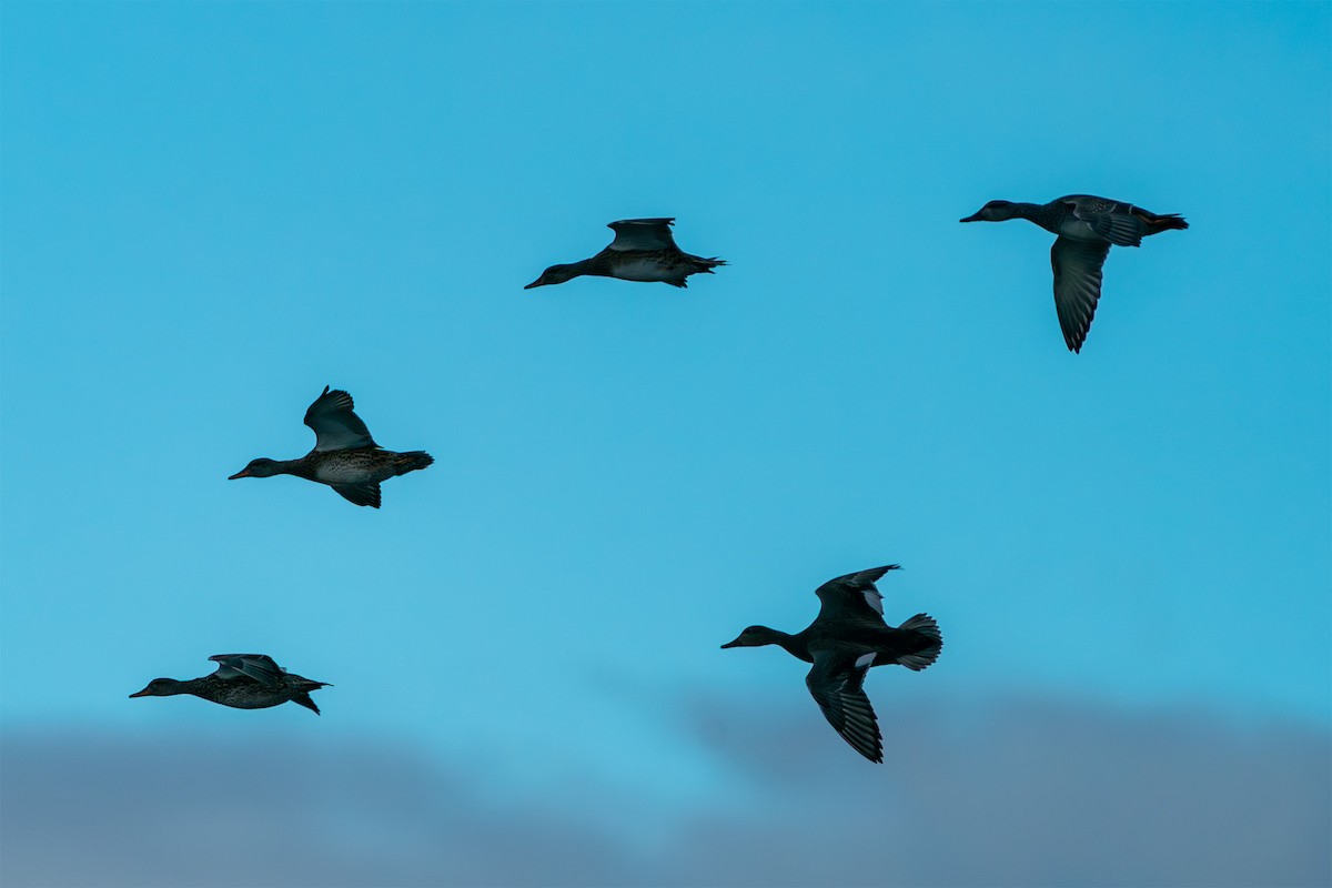 Boz Ördek - ML646576782