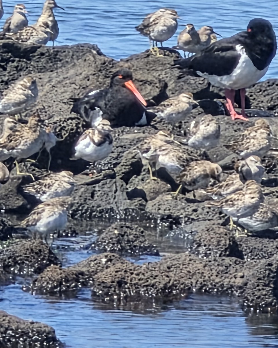 Taşçeviren - ML646576784