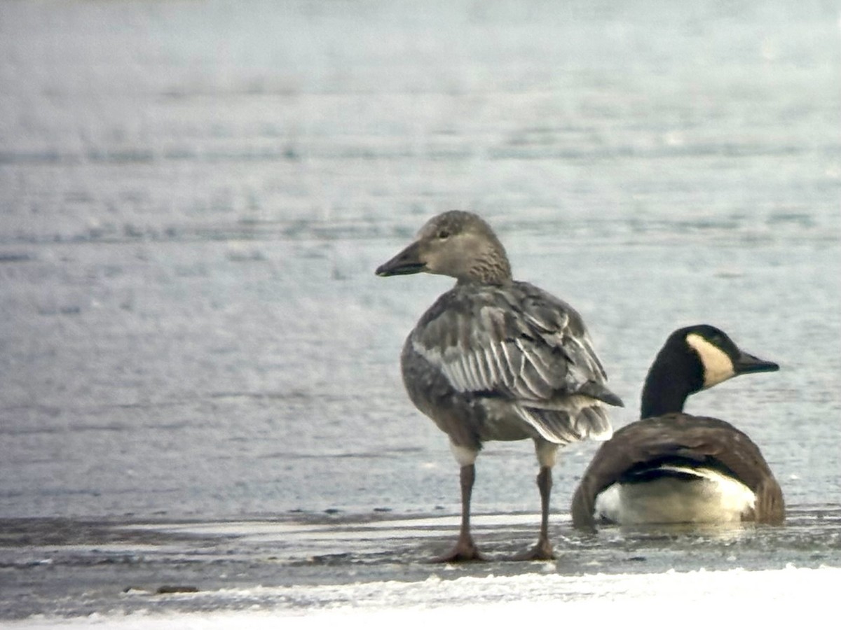 Kar Kazı - ML646576785