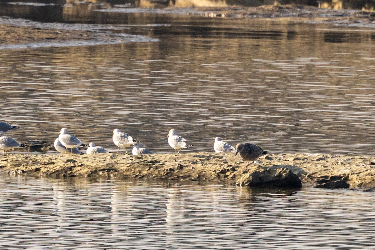 Amerika Gümüş Martısı - ML646576786