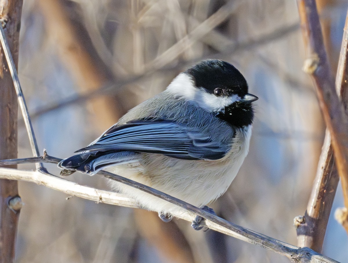 Amerika Baştankarası - ML646576787