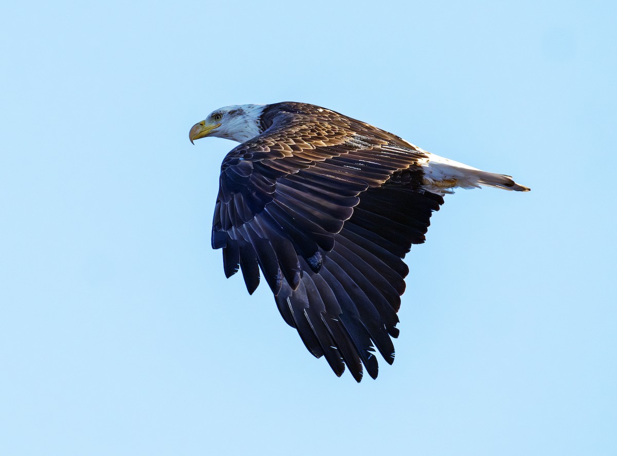 Pygargue à tête blanche - ML646576790