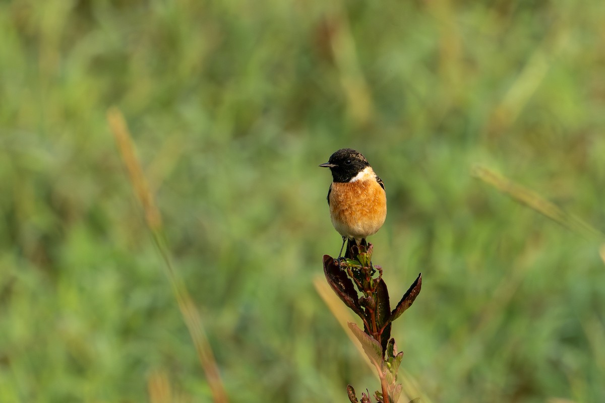 Siberian Stonechat - ML646576792