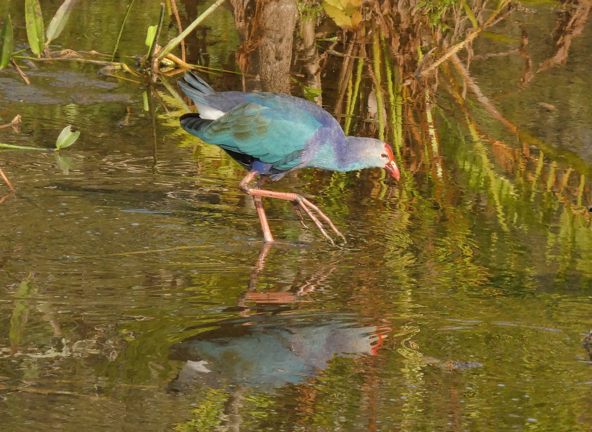 Gray-headed Swamphen - ML646576793
