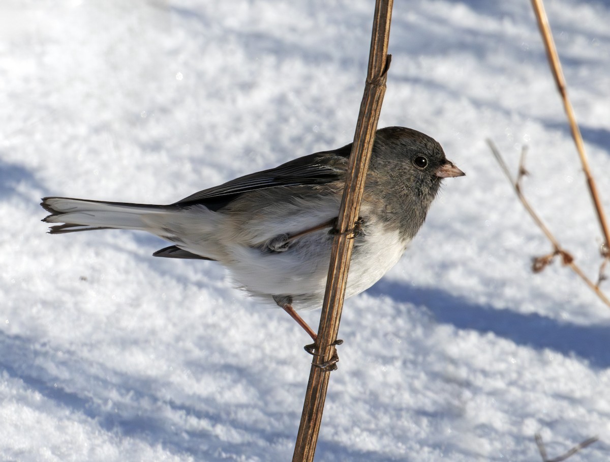 Dark-eyed Junco - ML646576794