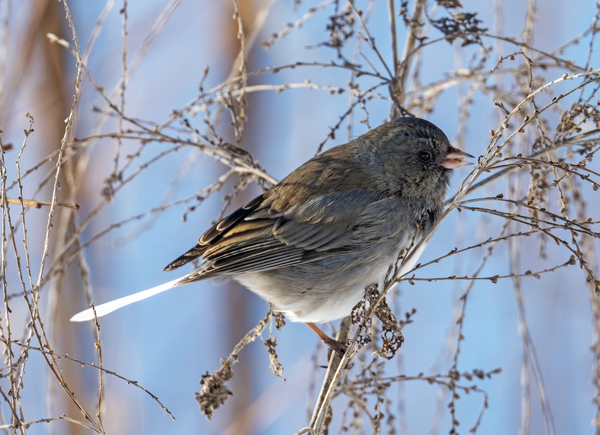 Dark-eyed Junco - ML646576795