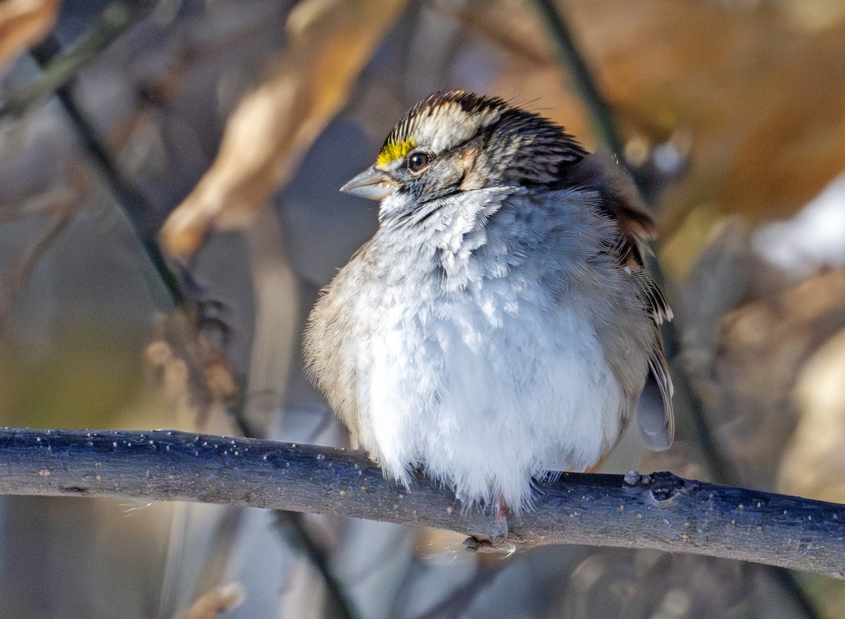White-throated Sparrow - ML646576802