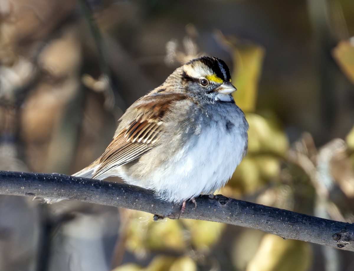 White-throated Sparrow - ML646576803