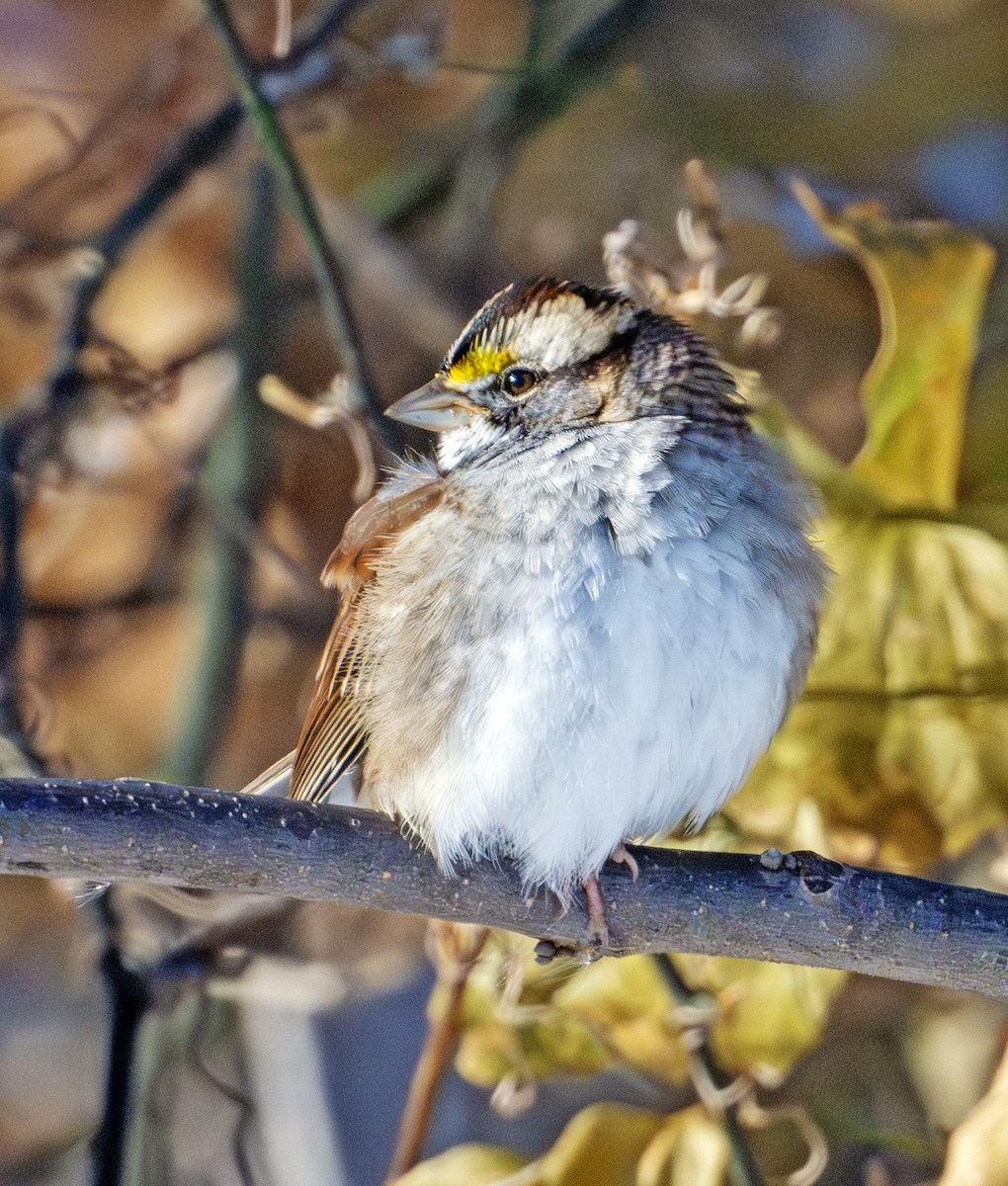 White-throated Sparrow - ML646576804