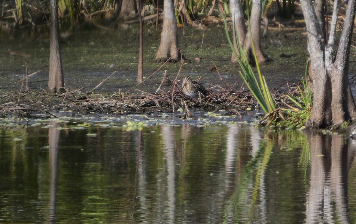 Wilson's Snipe - ML646576805