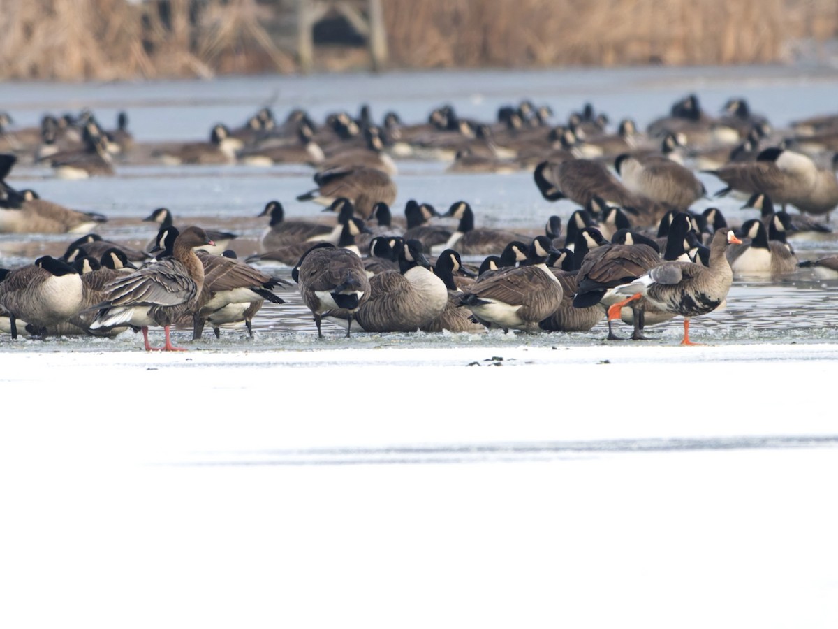 Greater White-fronted Goose - ML646576807