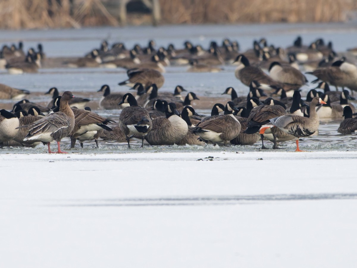Greater White-fronted Goose - ML646576808
