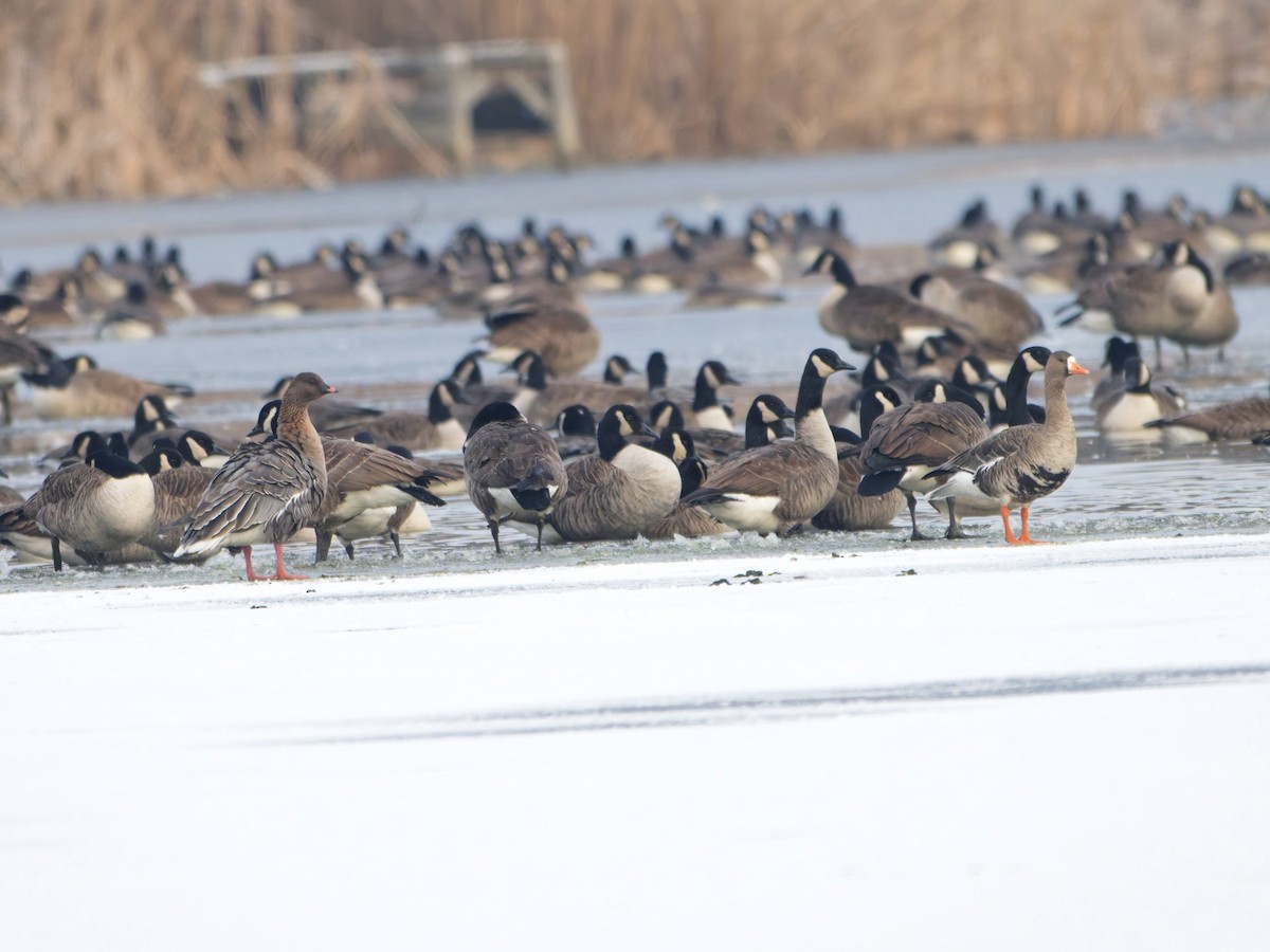 Greater White-fronted Goose - ML646576809