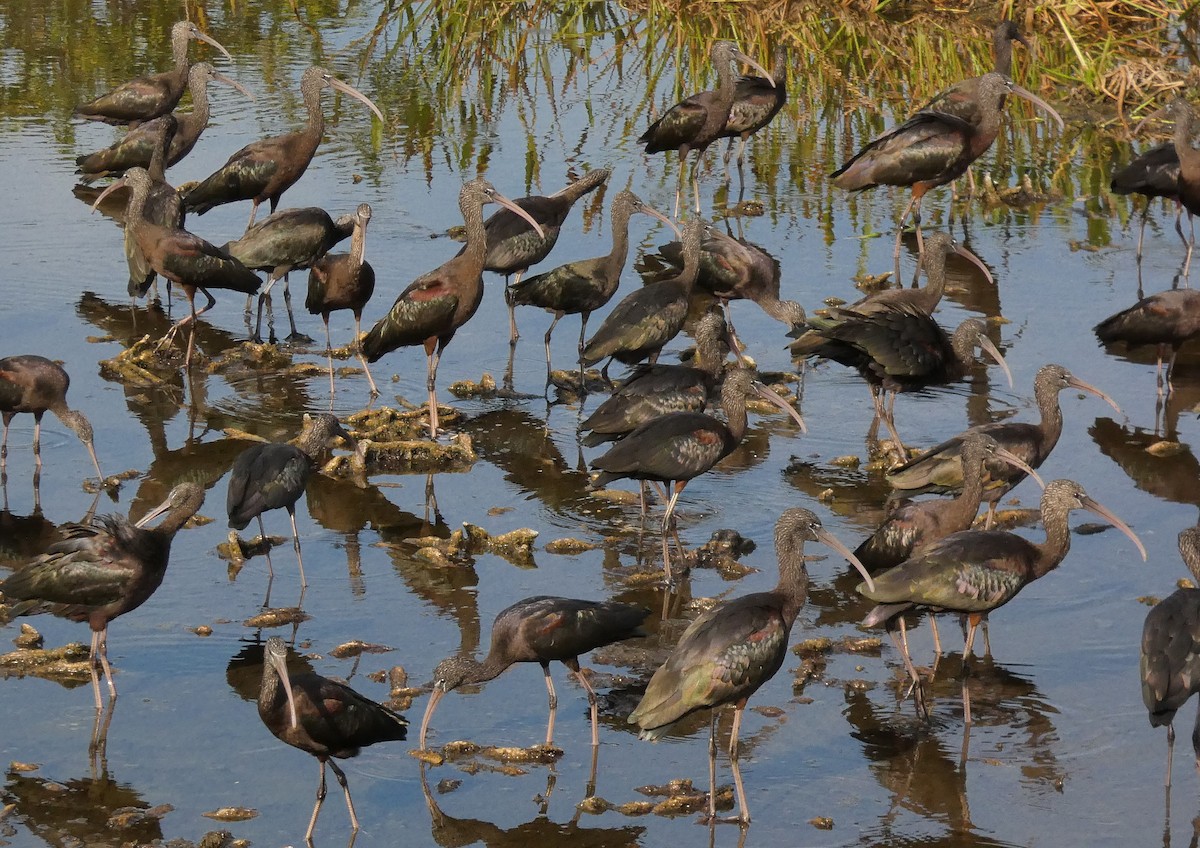 Гялаан билүүс - ML646576813