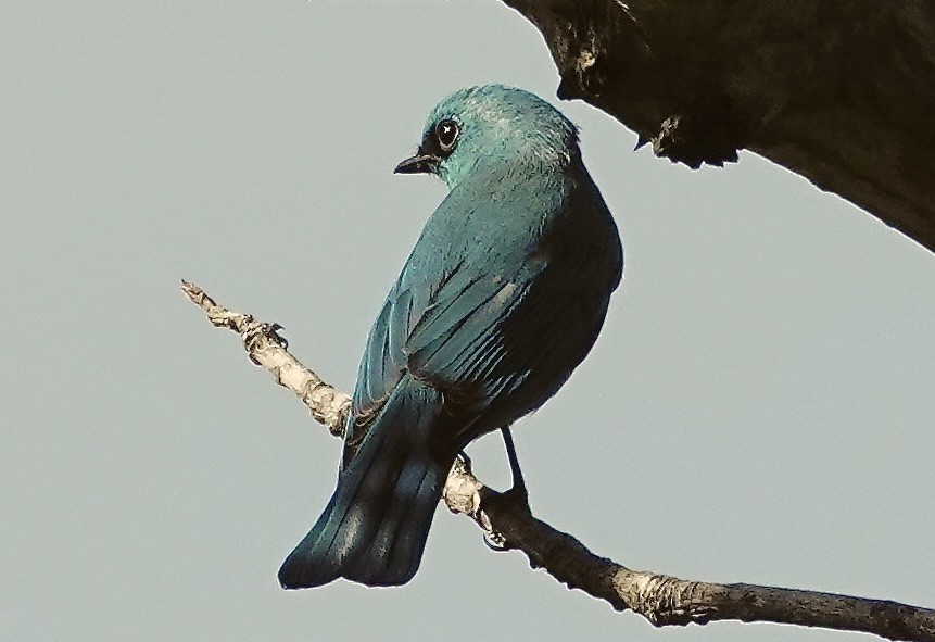 銅藍鶲 - ML646576815