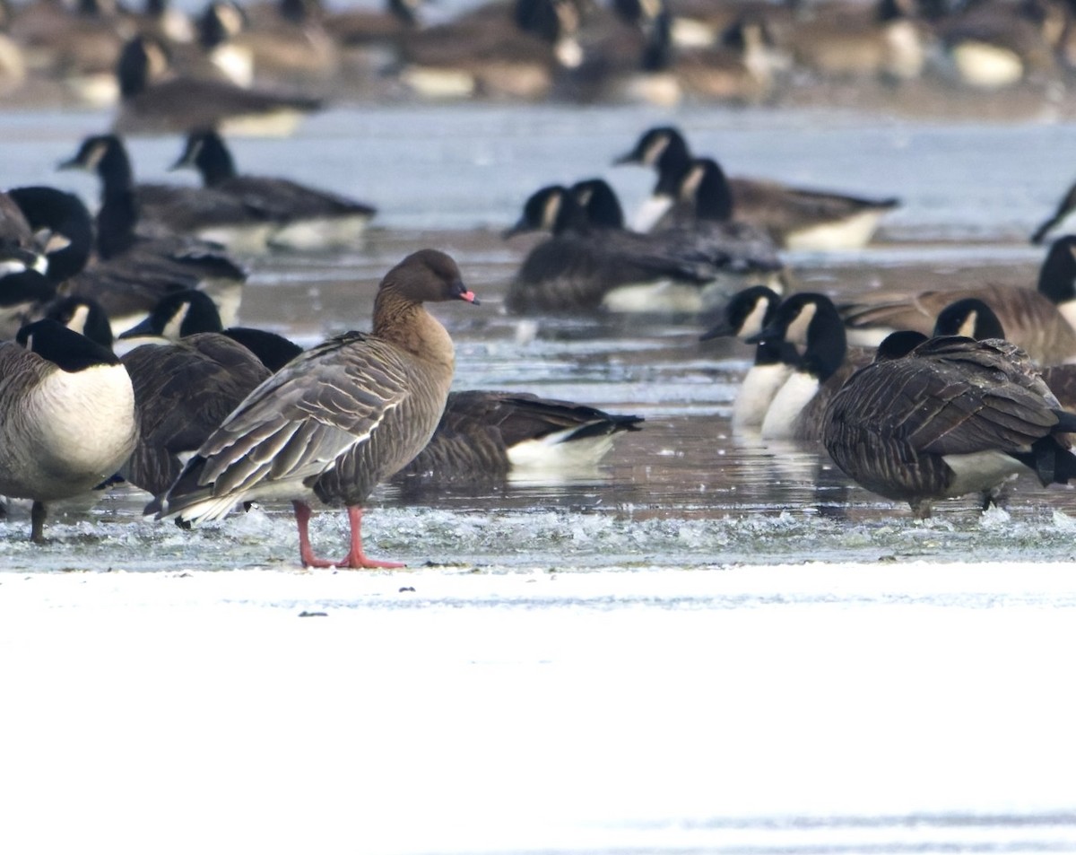 Pink-footed Goose - ML646576818