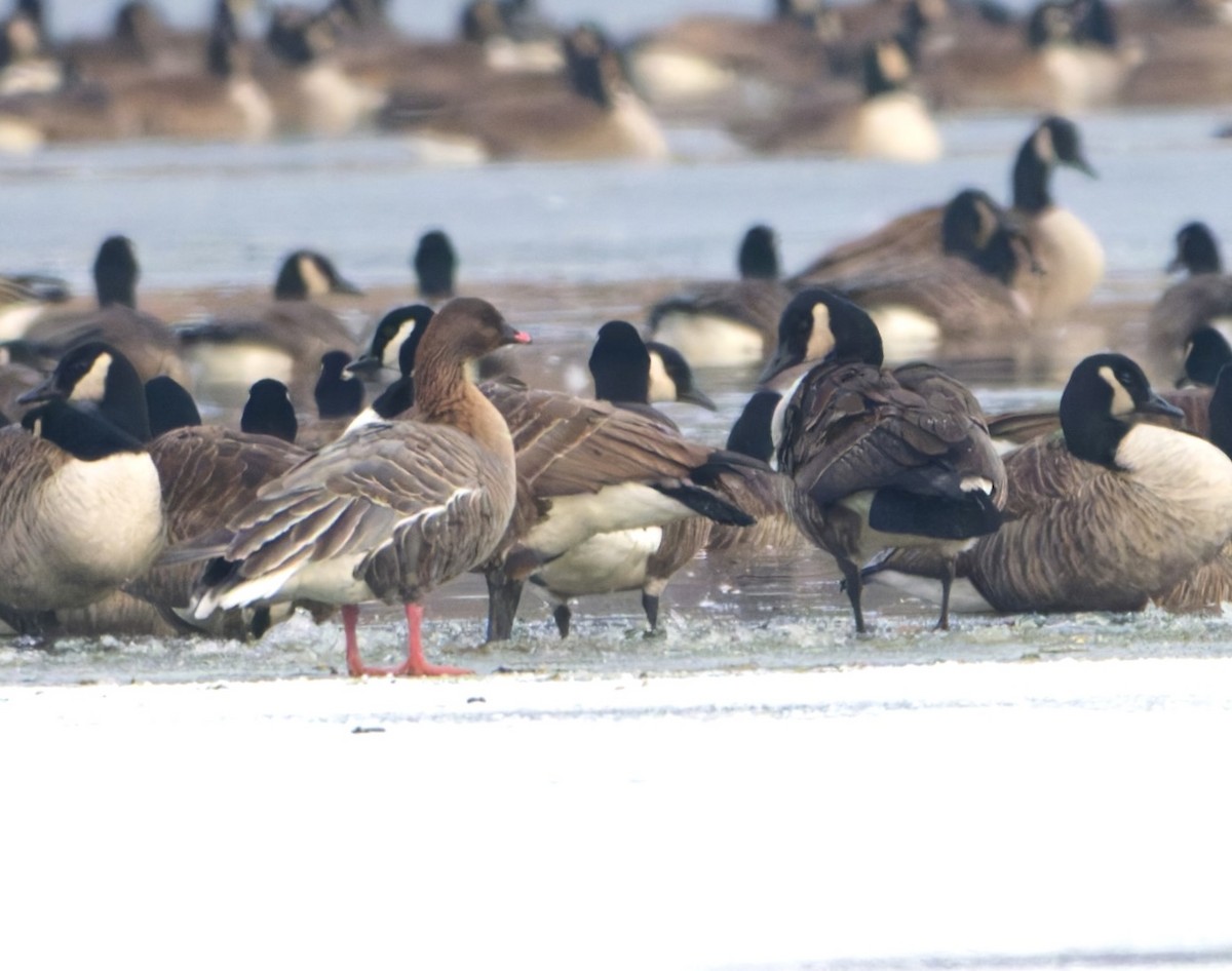 Pink-footed Goose - ML646576819