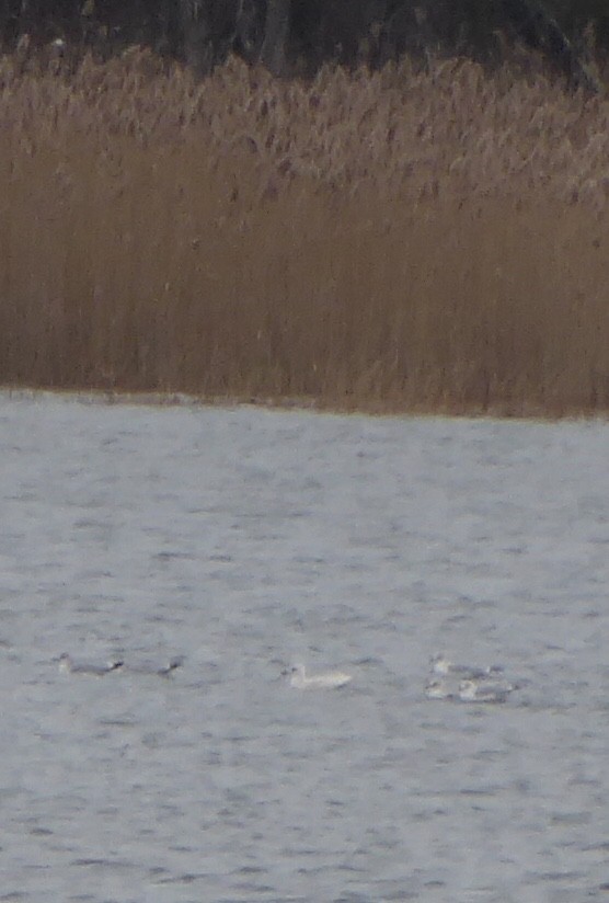 Grönland Martısı (kumlieni) - ML646576822