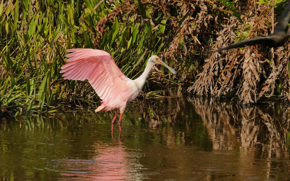 Roseate Spoonbill - ML646576823