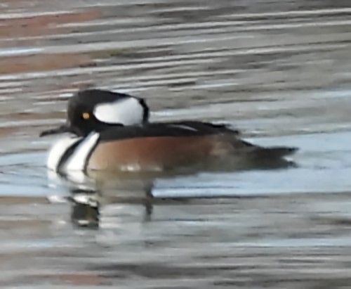 מרגון מקושט - ML646576824