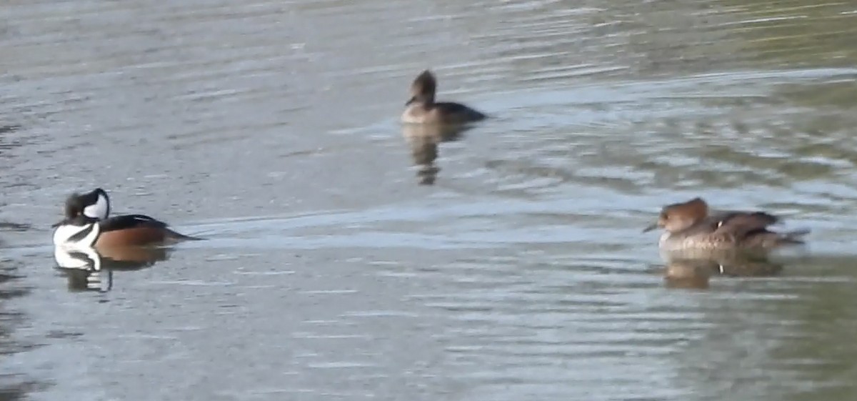 מרגון מקושט - ML646576825