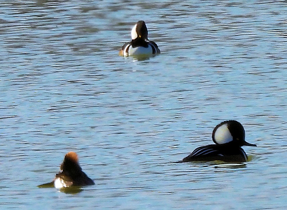 מרגון מקושט - ML646576826