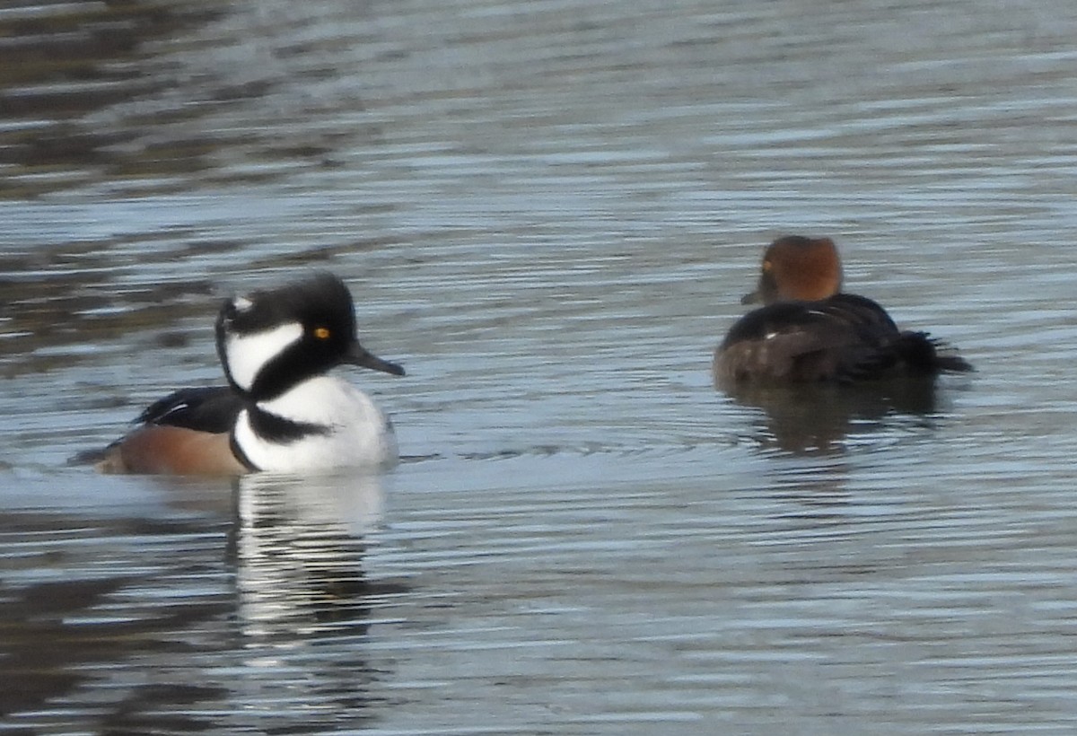 מרגון מקושט - ML646576827