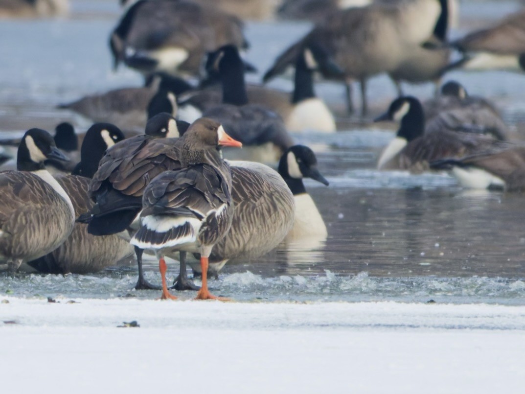 Greater White-fronted Goose - ML646576828